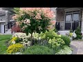 Newly Created Hydrangea Tree Updates / How to Cut Back Daisy & Alyssum / Pinching Zinnia Seedlings