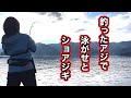 アジングで釣ったアジで大物を狙う、釣り狂いOLの休日