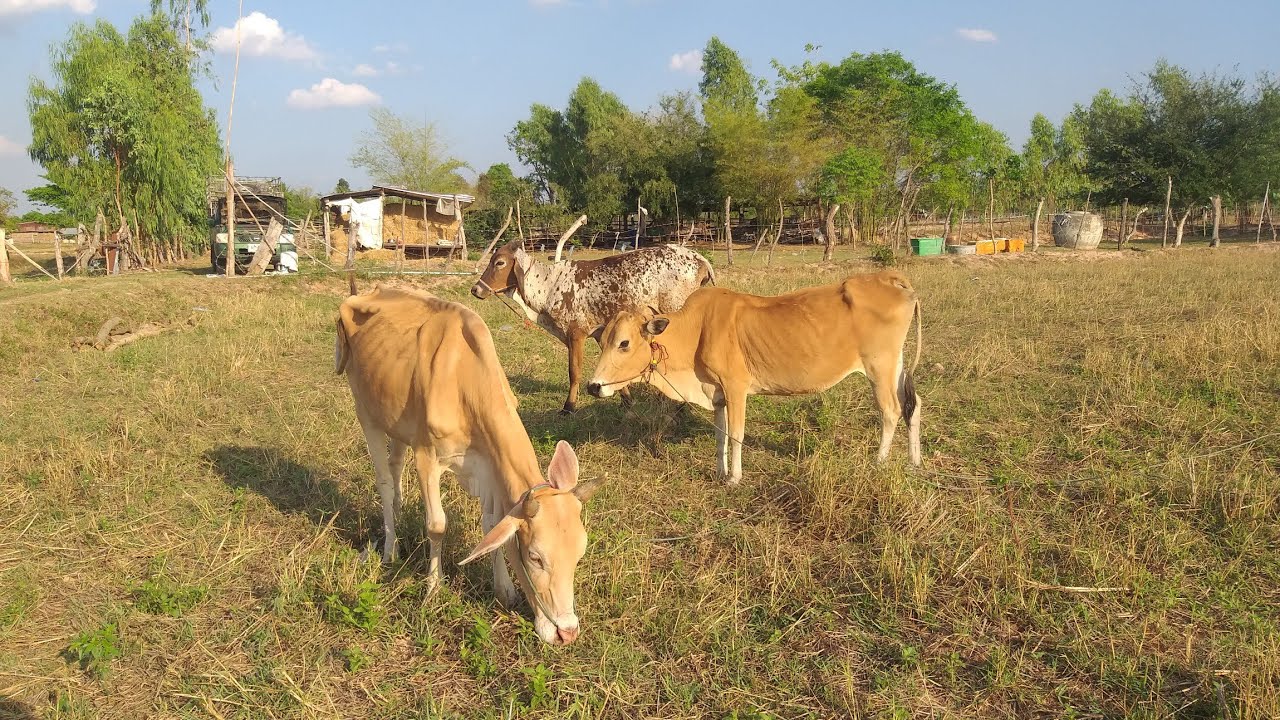 ขายวัวพื้นบ้าน065-2076884ส่งฟรีรายละเอียดในคลิป1/3/69