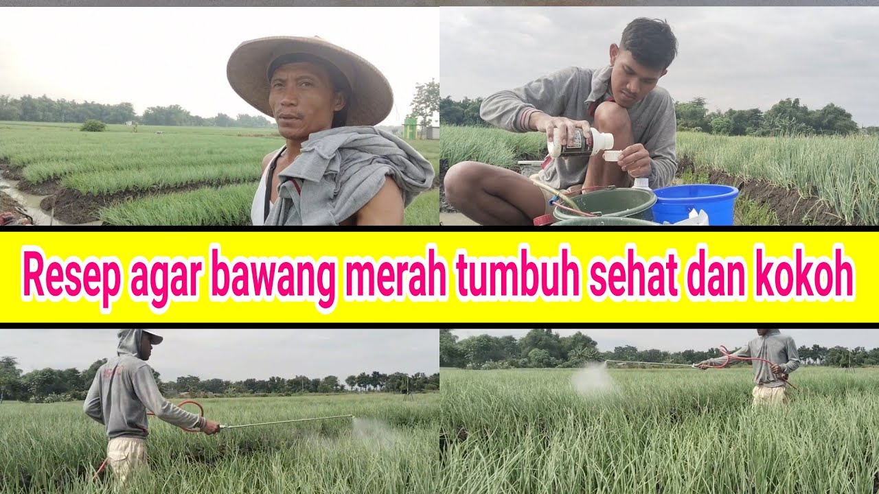 Tutorial tanam bawang merah tentang penyepreian bawang merah tajuk usia 23 hari di musim penghujan. 
