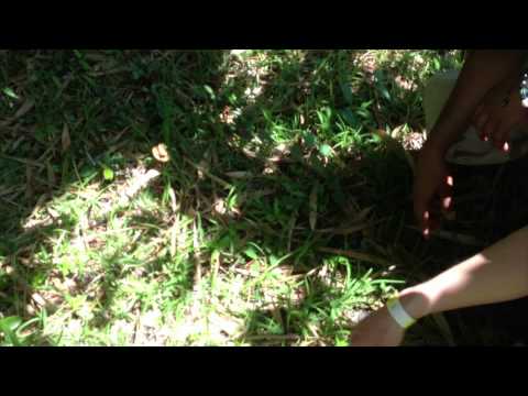 Ziplining Through the Jamaican Jungle 37 Jamaica Botanical Tour
