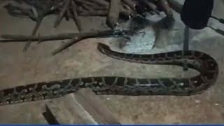 Reasi: 10-Ft Python Captured By Wildlife Department From Home In Talwara