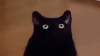 Unusual Memes Compilation V336