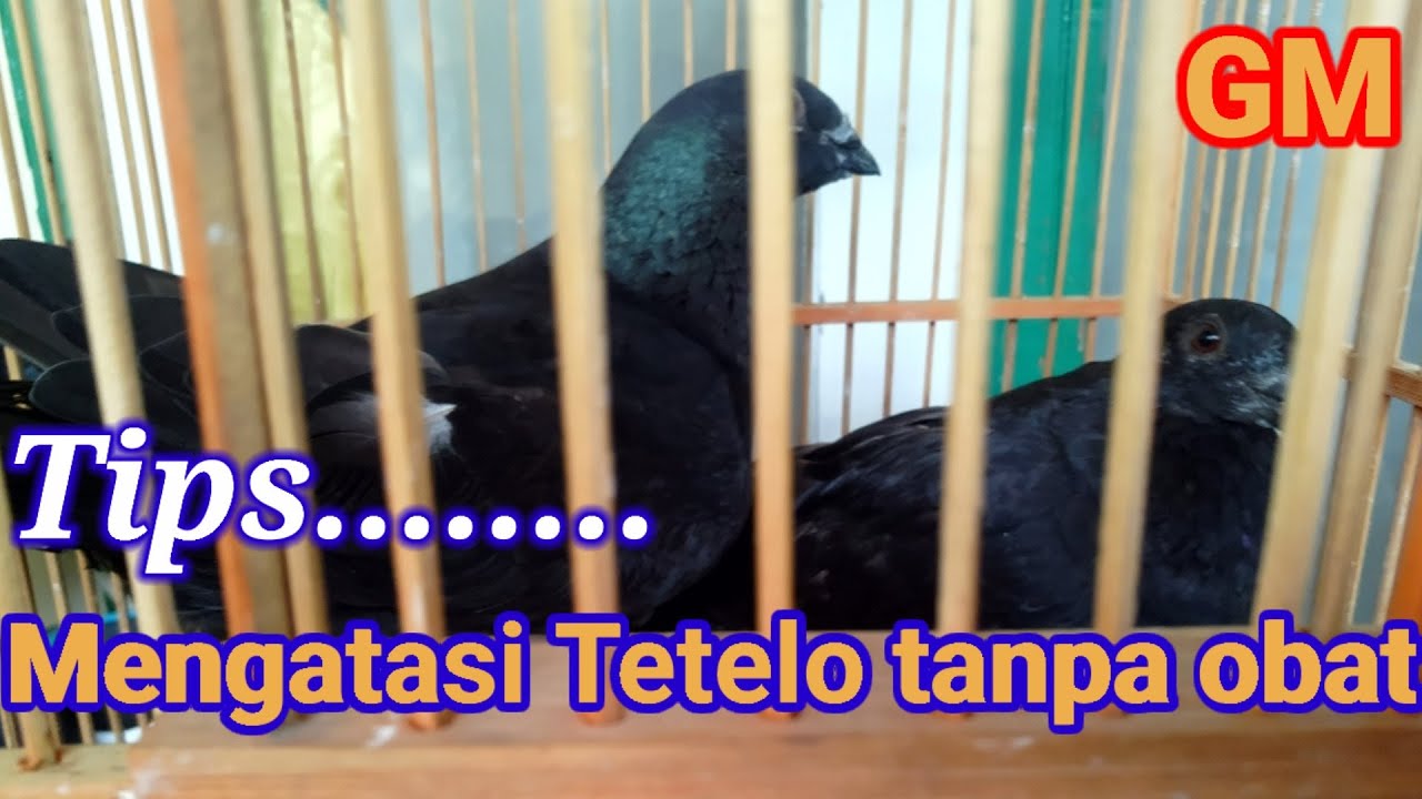 Tips mengatasi merpati telo tanpa obat,agar merpati sehat.