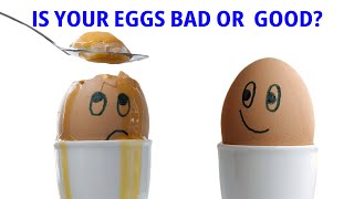 Identifying Good vs. Bad Eggs | Trans 7 Global (04/12/23)