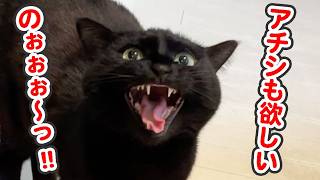 「私も欲しいのよぉぉ〜っ」と、まるで子供のように駄々をこねる猫