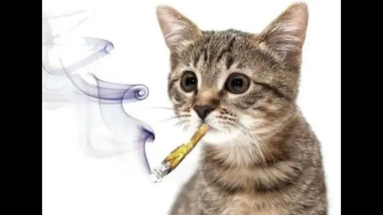 Castlewood type beat