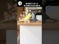 邪魔をしてしまった…#セキセイインコ#おしゃべり#shorts