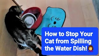 DIY: How To Stop Your Cat from Spilling Water  cheap solution