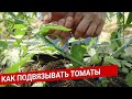 Как подвязывать томаты
