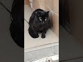 кот бультерьер)#кот #донбасс #мариуполь #кот