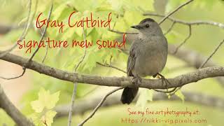 What The Catbird Sounds Like - Mew Sound