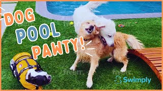 My Dog Oatmeal Makes Things Weird At A Puppy Pool Party