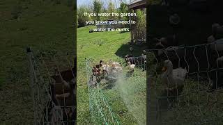 Ducks Love The Garden Hose Fun Farm Moments