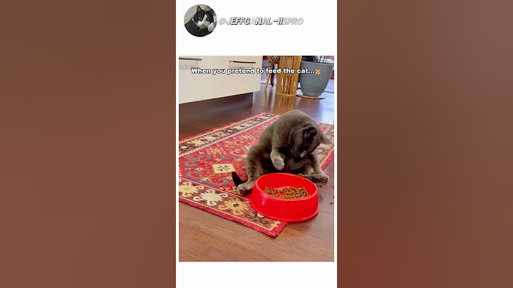 #funny #meowmeowapp #catfunny #cat #catvideos #mycatchannel #pets #funnycatvideos #animals #funnycat