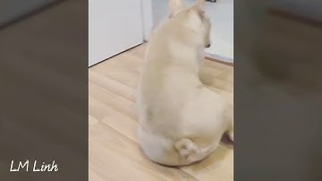 [K&M] Cùng xem thử Kelvin Khánh đã "dìm hàng" chú chó Choin của mình như thế nào nhé