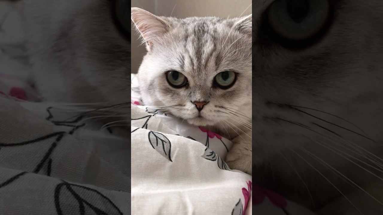 ☝️💖МОЛЧАНИЕ ЩИТ 🌷💖 