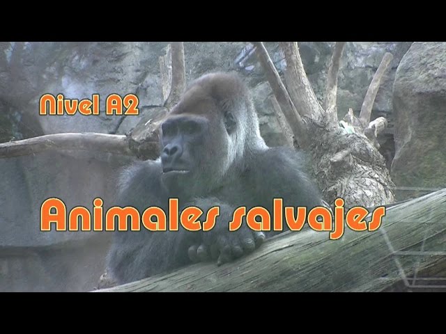 Comparativos: animales salvajes