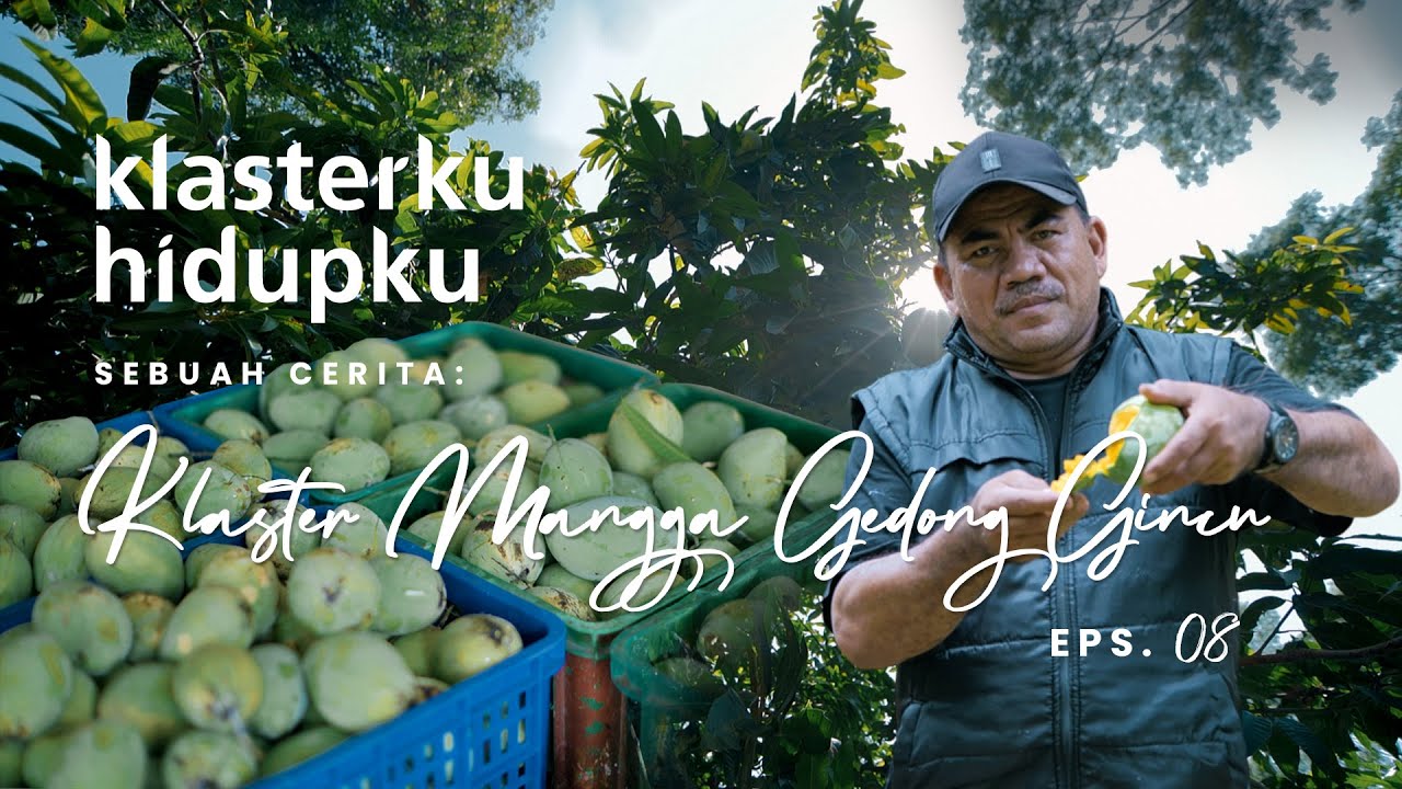 Sebuah Cerita Klaster Mangga Gedong Gincu - Klasterku Hidupku: Eps 8
