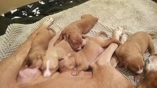 Cuccioli Cirneco Delletna - Dodicesimo Giorno Di Vita