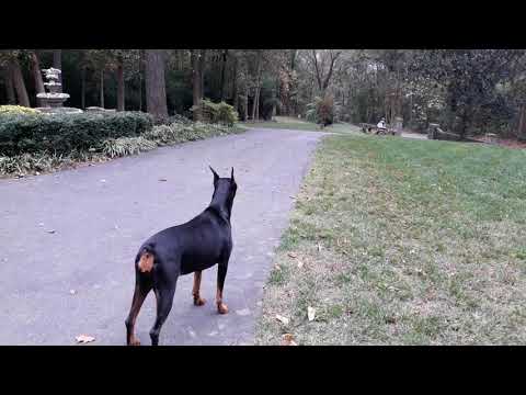 von jett dobermans