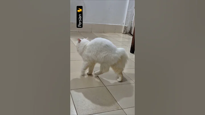 Video 11877171: persian cat cutecat, gorgeous persian cat, kitten