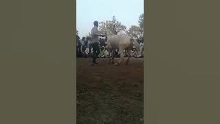 26 January hourse dancing Lelu Gurjar Ladpur chhata mathura mobile no.7983095874