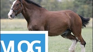 DIGIGIT KUDA! (VLOG #2)