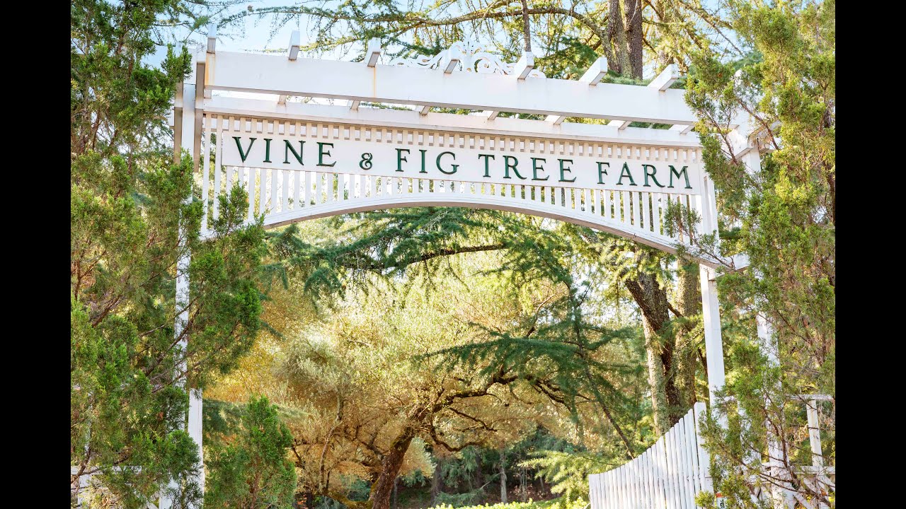 Vine & Fig Tree Farm 2455 Sulphur Springs Avenue YouTube