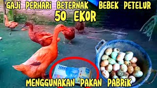 Daily salary for raising 50 laying ducks using factory feed.