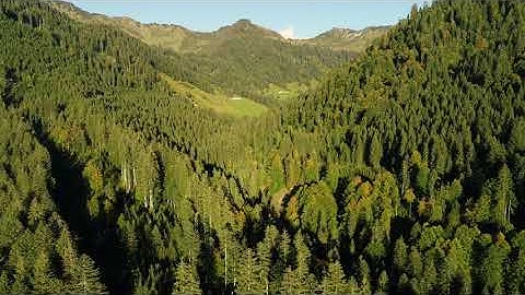 videoblocks aerial view of pine tree forest near the alps mountain range europe hwfihujdw 1080  D