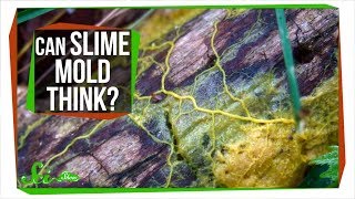 Slime Mold: A Brainless Blob that Seems Smart Slime Mold: A Brainless Blob that Seems Smart