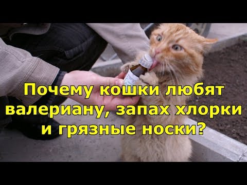 Почему кошки любят валериану, запах хлорки и грязные носки?