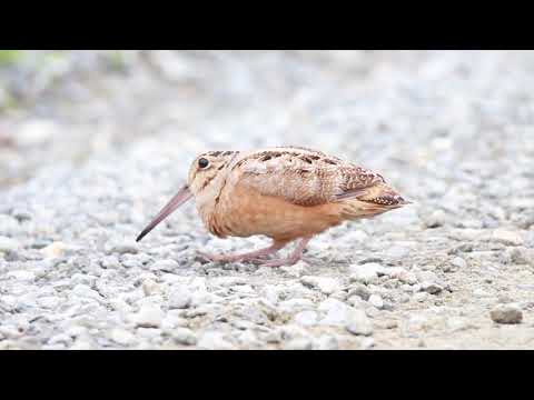 Woodcock dance