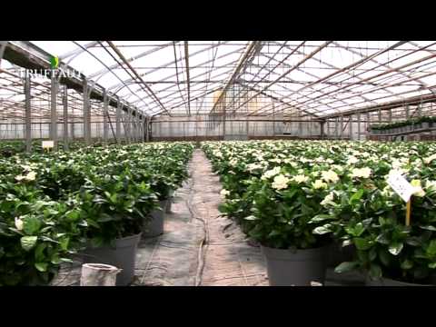 Vidéo: Secrets de plantation à la maison : fleurs de gardénia