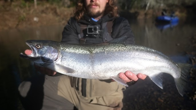 BOBBER DOWNS Epic bank Fishing for Summer Steelhead 