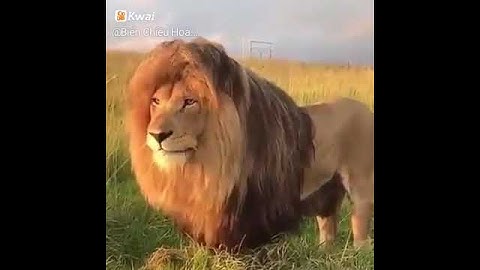 Chúa tể rừng xanh