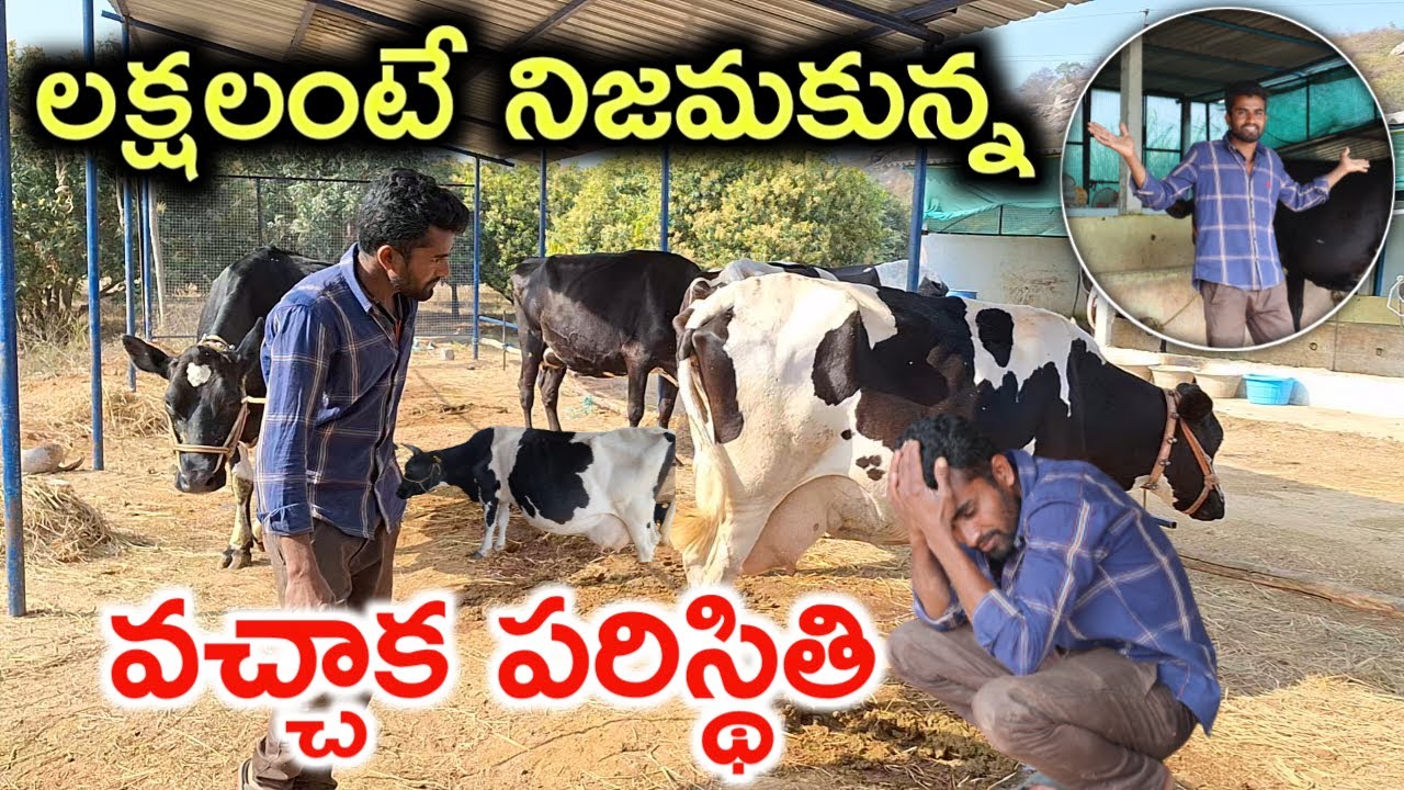 ఊహించినంత ఉండదు Dairy Farm Profit or Loss? @MalleshAdla