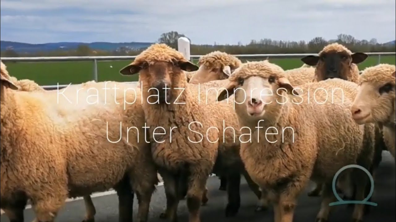 Kraftplatz Impression Unter Schafen
