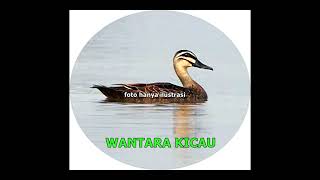 suara belibis alis hitam | suara pikat burung belibis