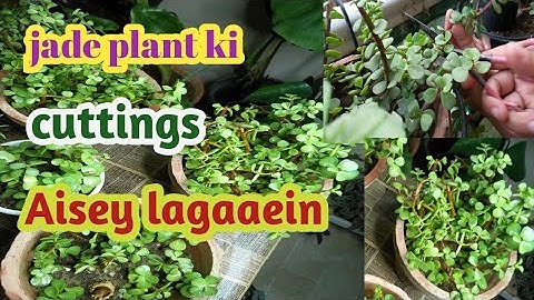 Propagating Jade Plant using branches, stems and leaves| How to grow Jade cuttings || haryaalionline