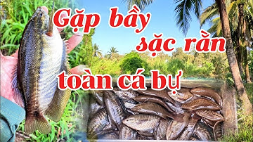 Trúng ổ cá sặc rằn, đụng toàn cá bự // Câu cá bìa rừng U Minh Thượng #huukhuynhkiengiang (tập 196)