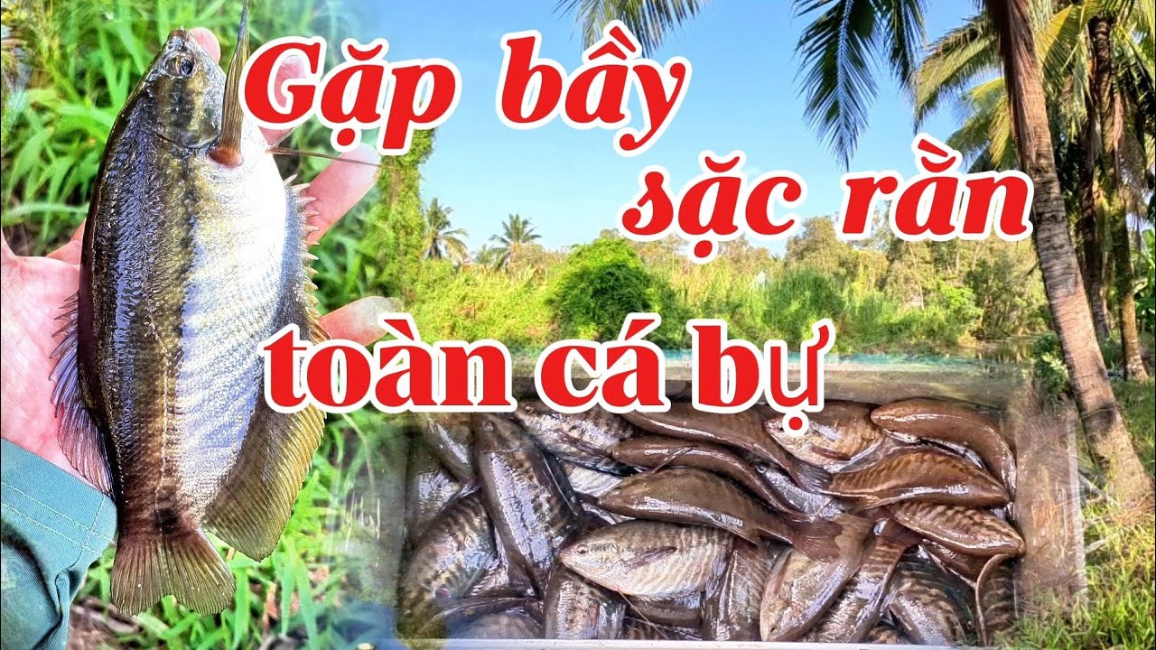 Trúng ổ cá sặc rằn, đụng toàn cá bự // Câu cá bìa rừng U Minh Thượng #huukhuynhkiengiang (tập 196)