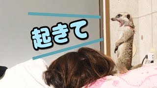 ミーアキャットが毎日決まった時間に起こしに来ます【モナカ】Meerkat comes to wake you up at the same time