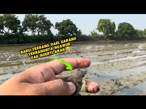 Ngawur… ini anak terbangnya ketengah sawah sampai capek ngejar 😱