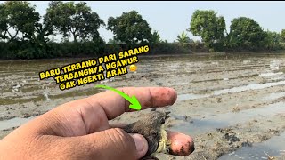 Ngawur… ini anak terbangnya ketengah sawah sampai capek ngejar 😱