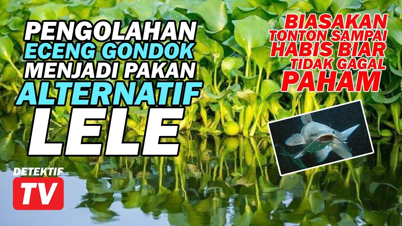 #dtvpakan BONGKAR Cara Buat ECENG GONDOK Jadi Pakan Alternatif LELE