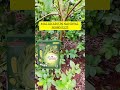 Soil Multiplier | Organic Fertilizer Forming | Multiplier | india | #soilmultiplier #kadmultiplier