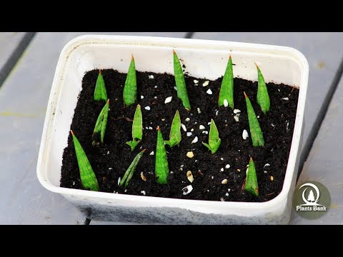 How to Grow Succulents Sansevieria francisii - Snake Plant