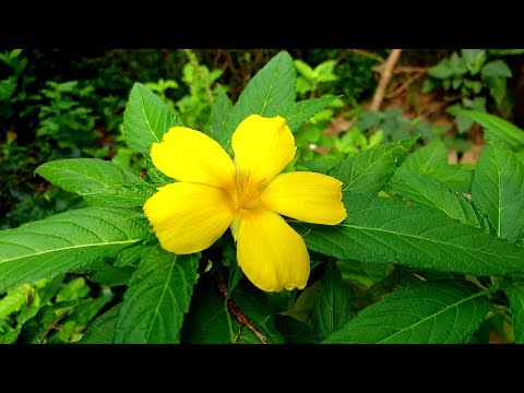 ভিডিও: ফুলের জন্য প্রসারিত কাদামাটি (13 টি ছবি): ফুলের পাত্রে প্রসারিত মাটি কীভাবে প্রতিস্থাপন করবেন? নিষ্কাশন এবং উদ্ভিদ প্রতিস্থাপনের জন্য প্রসারিত মাটির ব্যবহার